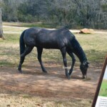 life size bronze horse statue for sale